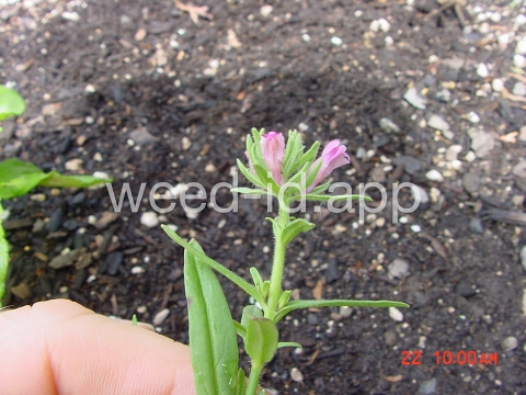 snapdragon, lesser